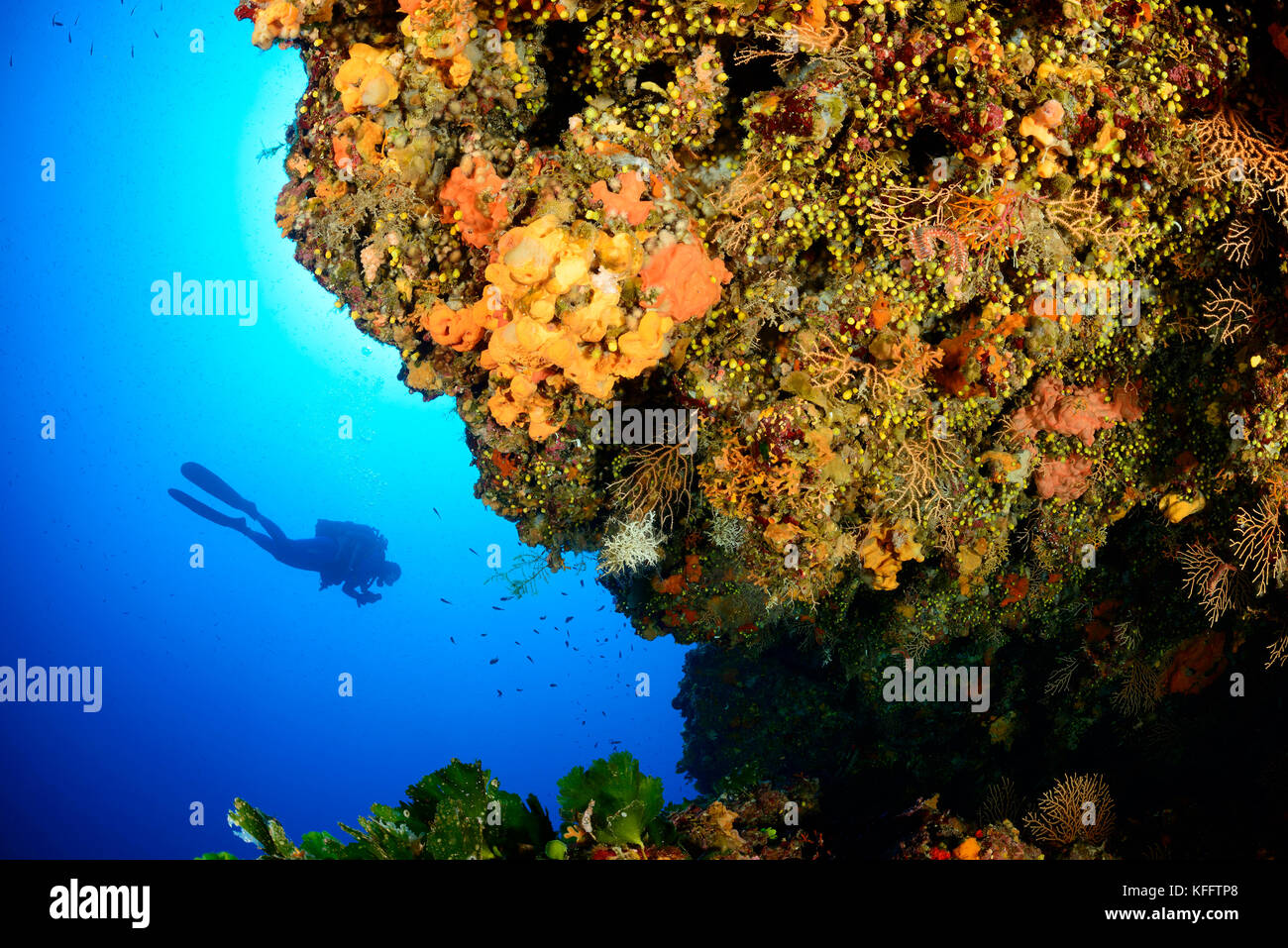 Scuba Diver et récifs coralliens, mer Adriatique, mer méditerranée, île de Lastovo, Dalmatie, Croatie, M. oui Banque D'Images