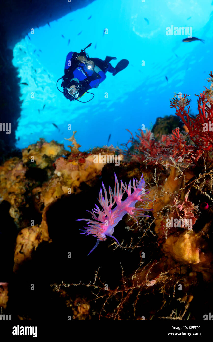 Mauve flabellina flabellina affinis, nudibranches, récifs coralliens et de plongée sous marine, mer Adriatique, mer méditerranée, île de Lastovo, Dalmatie, Croatie Banque D'Images