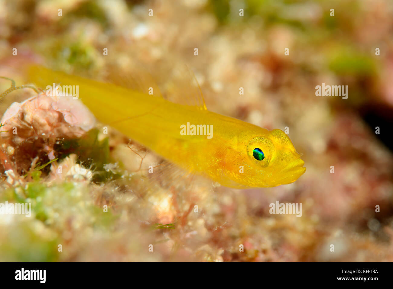 Gobie gobius auratus, doré, mer Adriatique, mer méditerranée, île de Lastovo, Dalmatie, Croatie Banque D'Images