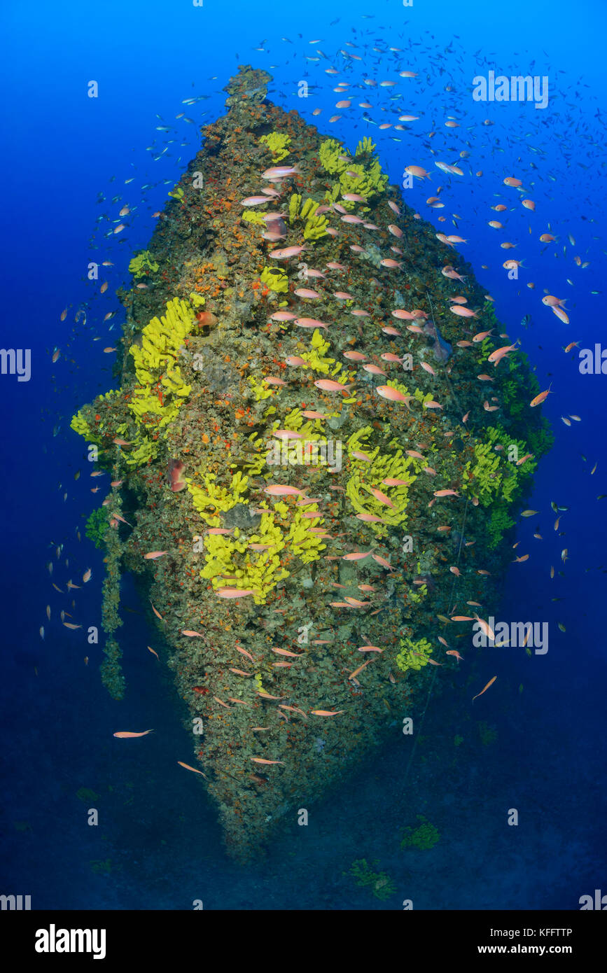 Naufrage Pelero et plongée sous-marine, Ubli, Lastovo, mer Adriatique, mer Méditerranée, Croatie Banque D'Images