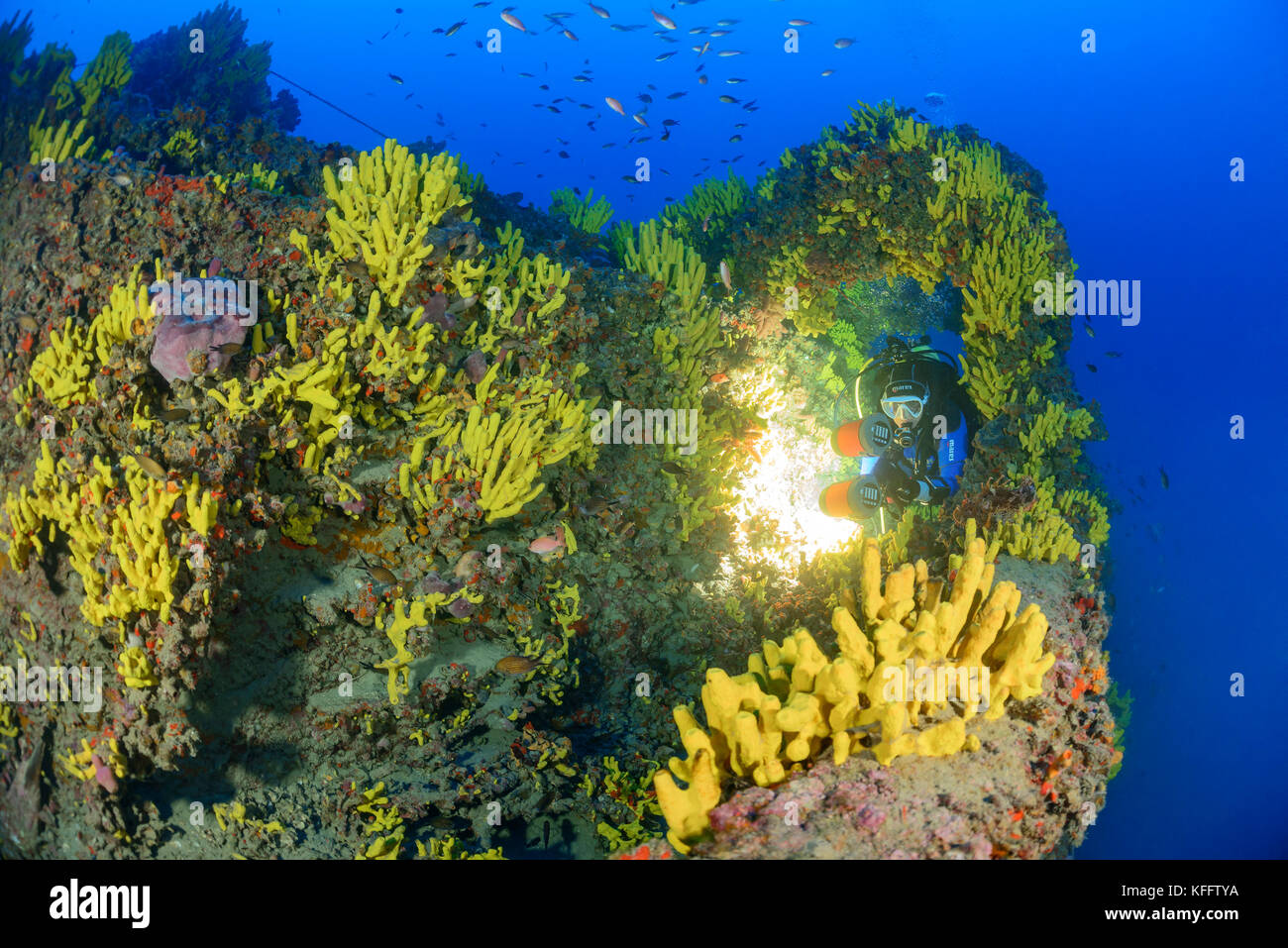 L'éponge tube jaune aplysina aerophoba, et naufrage pelero et scuba diver, ubli, lastovo, mer Adriatique, mer méditerranée, Croatie Banque D'Images