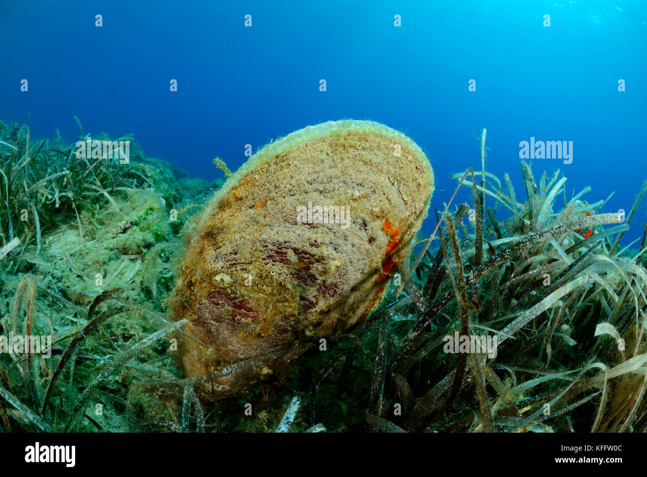 Coquille de stylo noble avec herbe de Neptune, Pinna nobilis et Posidonia oceanica, Lastovo, mer Adriatique, mer Méditerranée, Croatie Banque D'Images