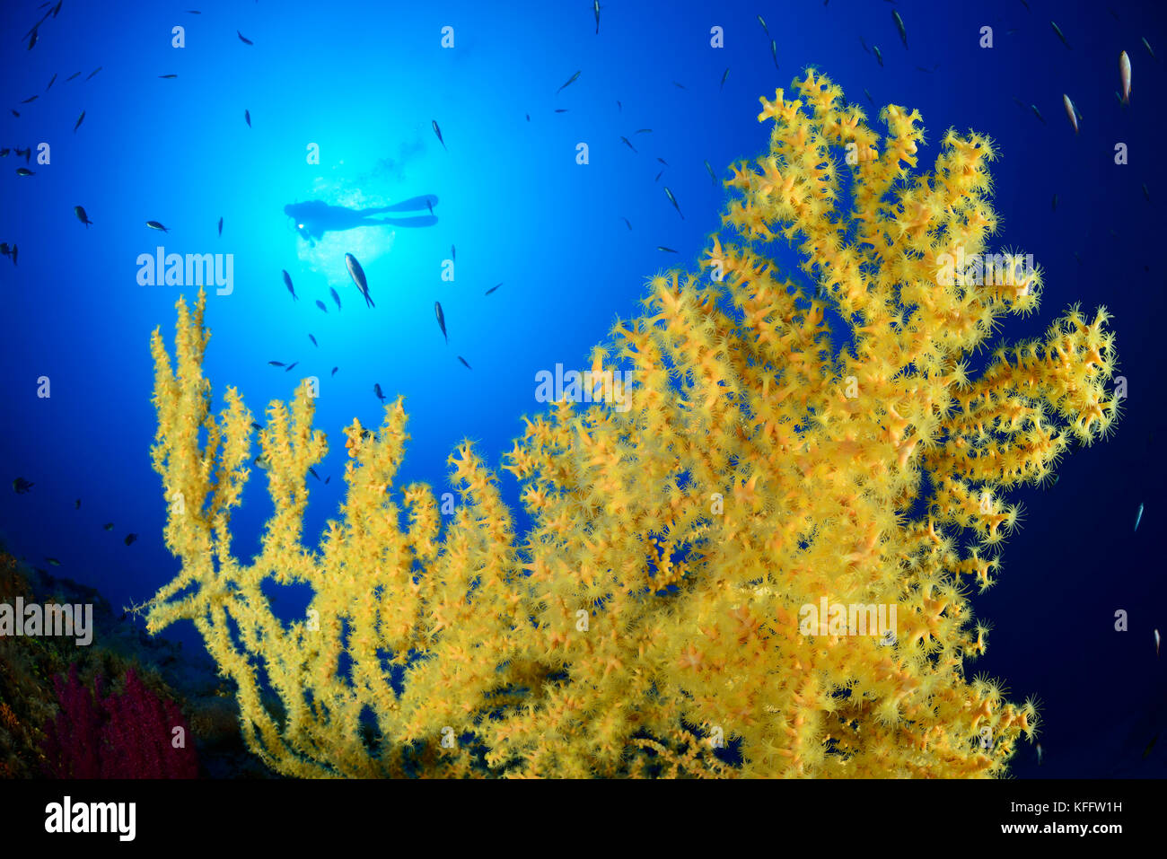 Corail doré, Savalia savaglia et plongée sous-marine, Lastovo, mer Adriatique, mer Méditerranée, Dalmatie, Croatie Banque D'Images