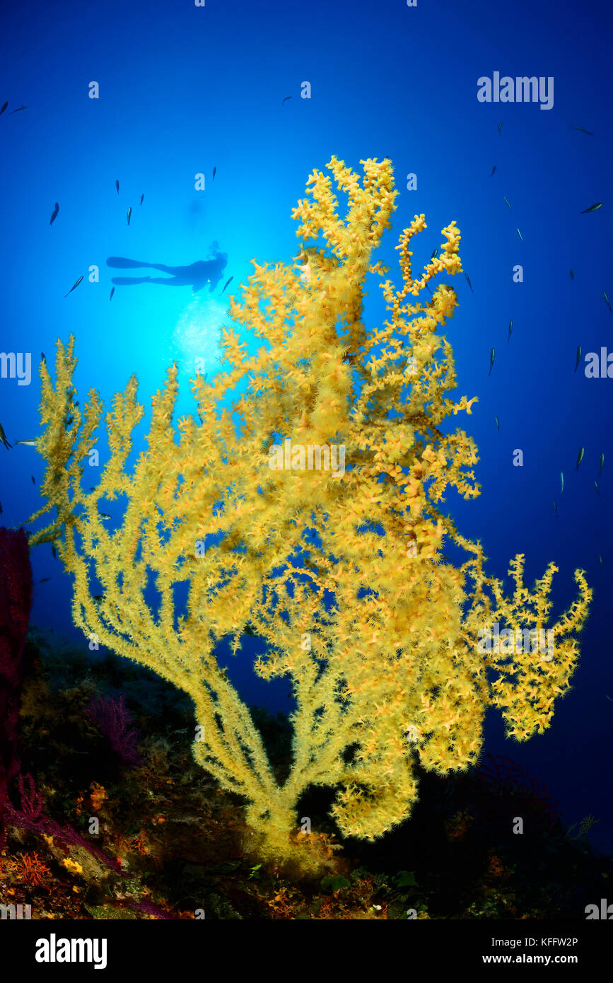 Corail doré, Savalia savaglia et plongée sous-marine, nature ParkIsland Lastovo, mer Adriatique, mer Méditerranée, Dalmatie, Croatie Banque D'Images