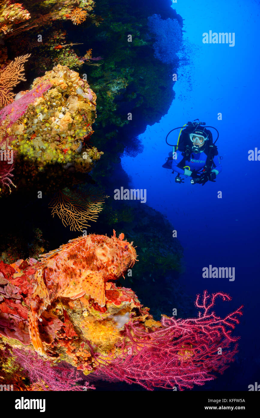 Rascasses rouges, scorpaena scrofa en récifs coralliens avec PADI, mer Adriatique, mer méditerranée, Kornati, Dalmatie, Croatie Banque D'Images