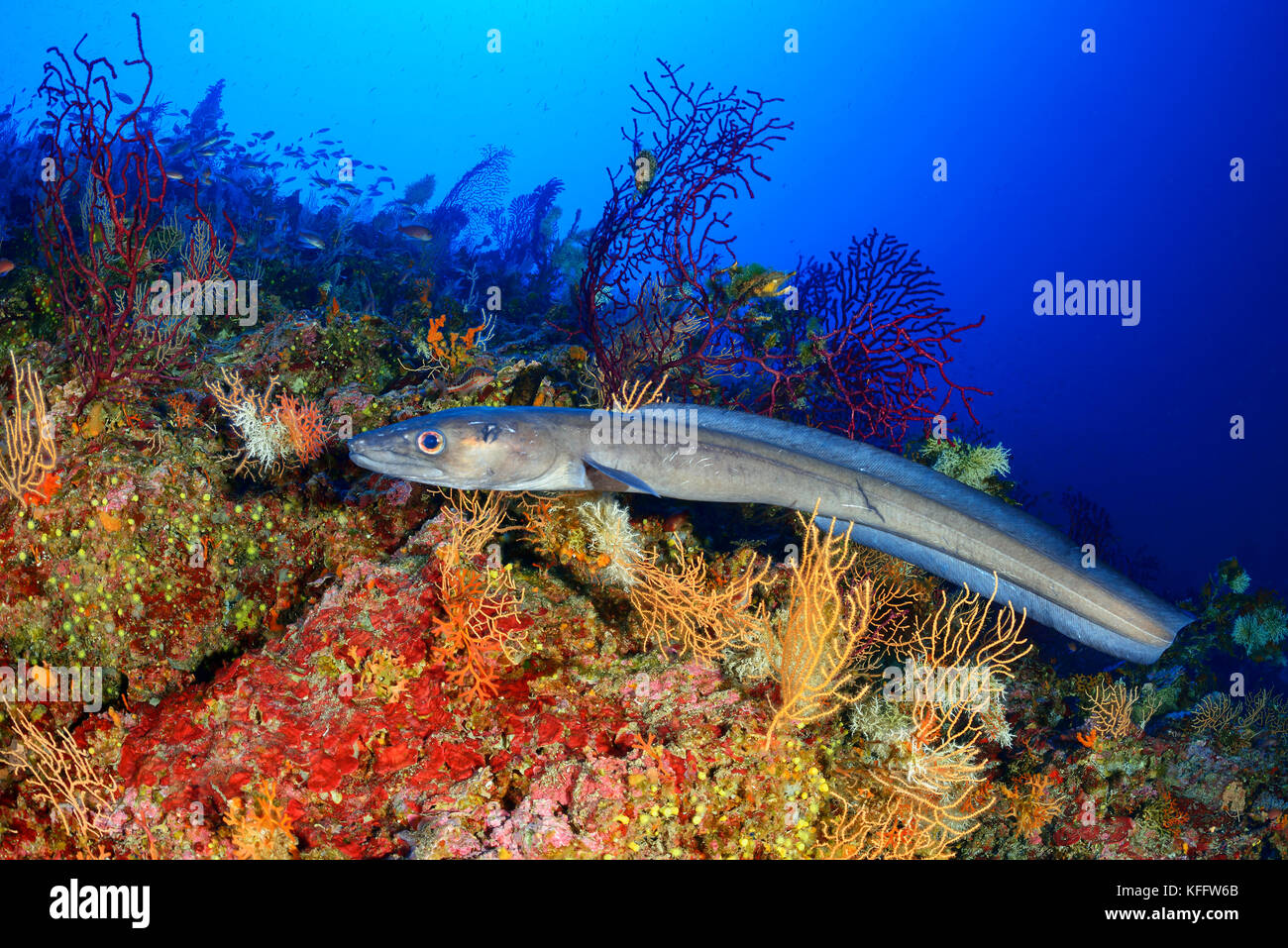 Congre Congre conger, européen, anguille de mer dans l'île, récifs coralliens bijelac, mer Adriatique, mer méditerranée, Dalmatie, Croatie Banque D'Images
