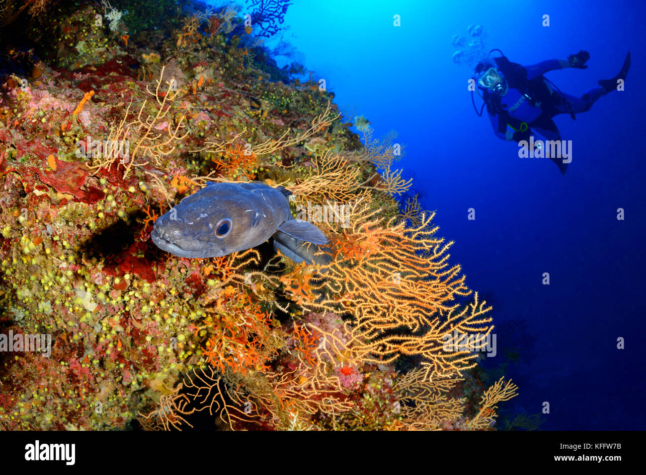 Congre européen et la mer jaune whip, Congre Congre et eunicella cavolini, récifs coralliens et scuba diver, island bijelac, mer adriatique, Croatie Banque D'Images