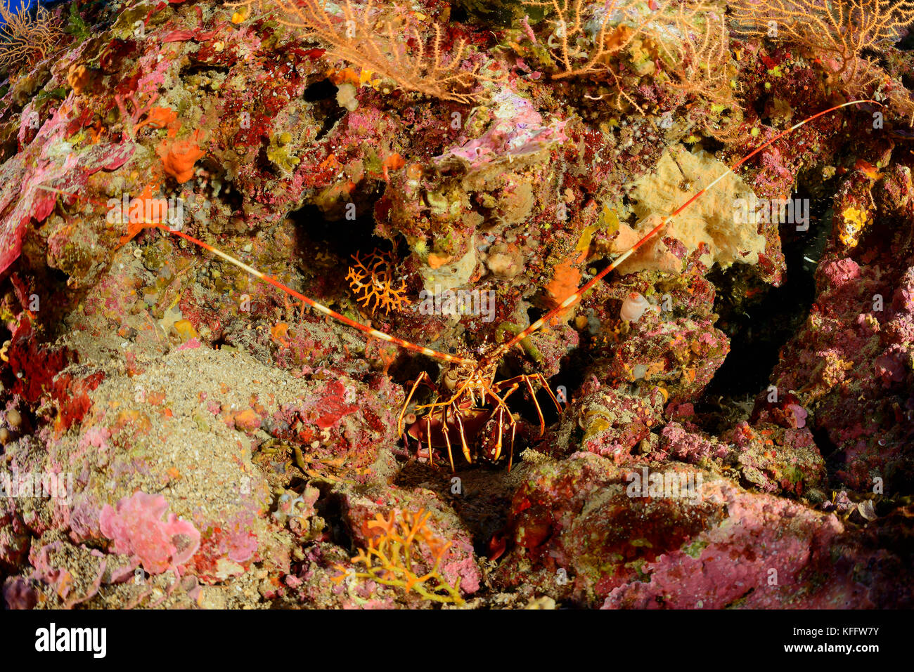 Langouste européenne, Palinurus elephas, mer Adriatique, mer méditerranée, island bijelac, Croatie Banque D'Images