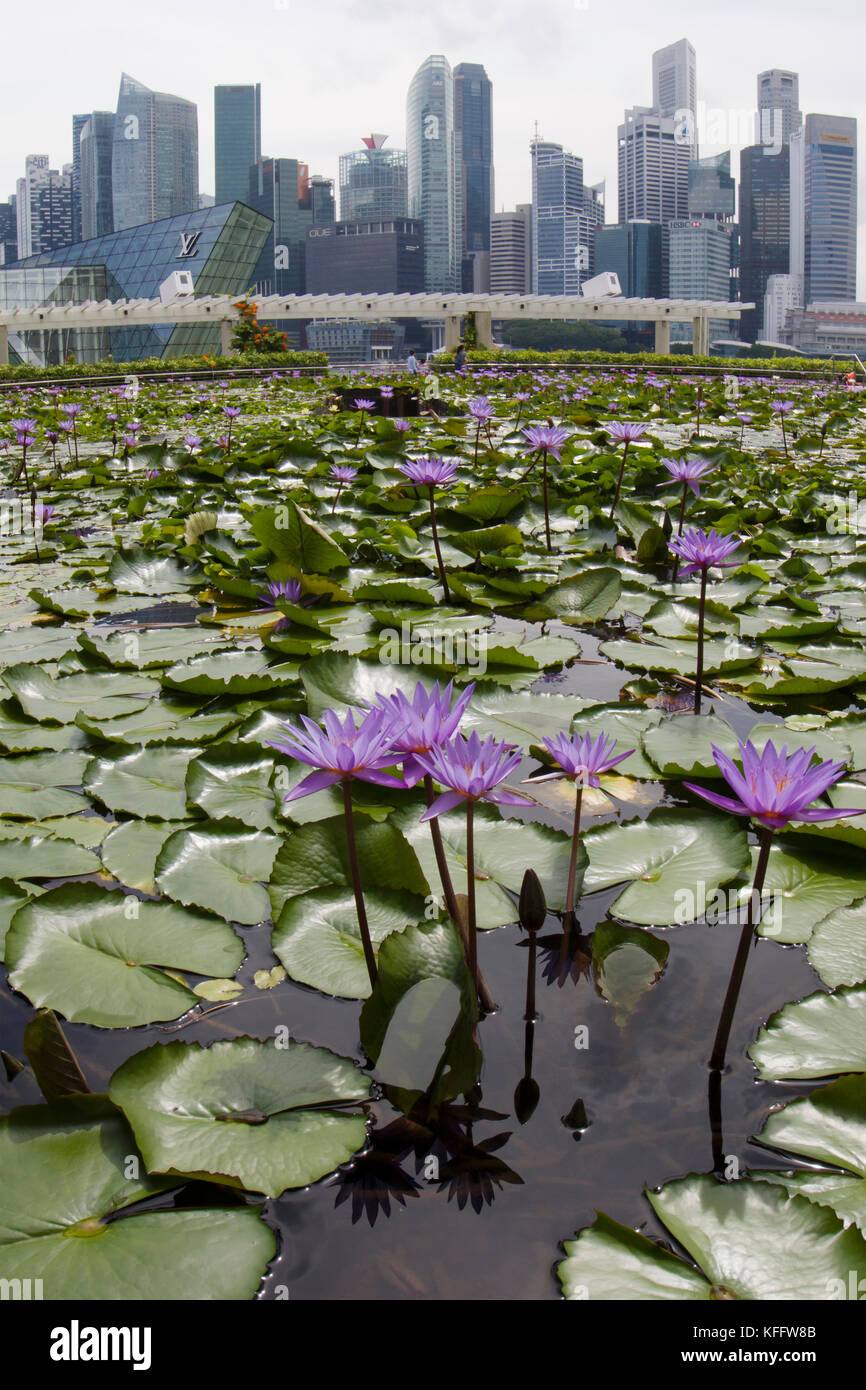 Waterfillies et Cityscape Singapour PLAT000424 Banque D'Images