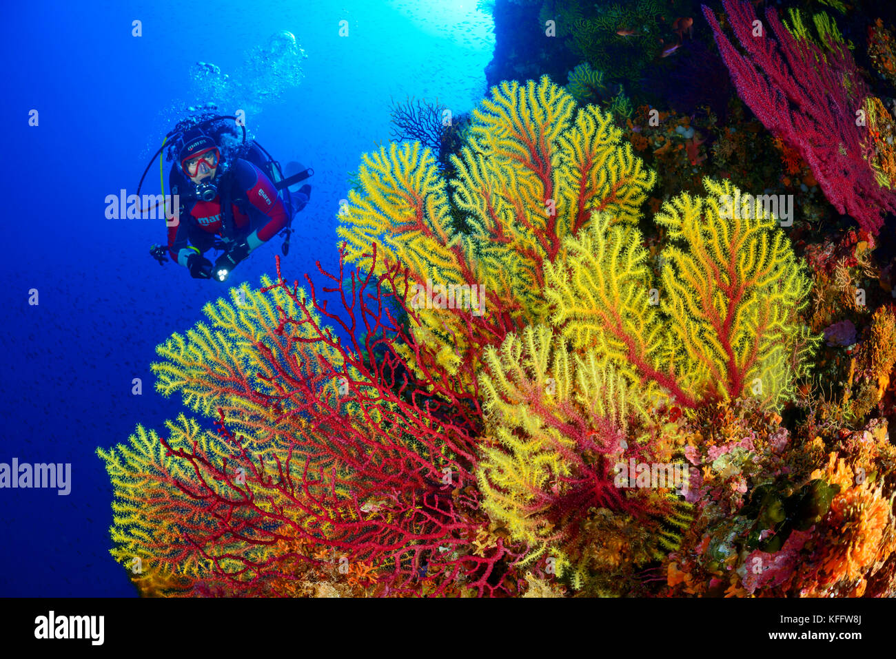 Mer violescent whip, Paramuricea clavata, coraux et la plongée autonome, la mer Adriatique, l'île de Lastovo sušac, parc naturel, Dalmatie, Croatie Banque D'Images