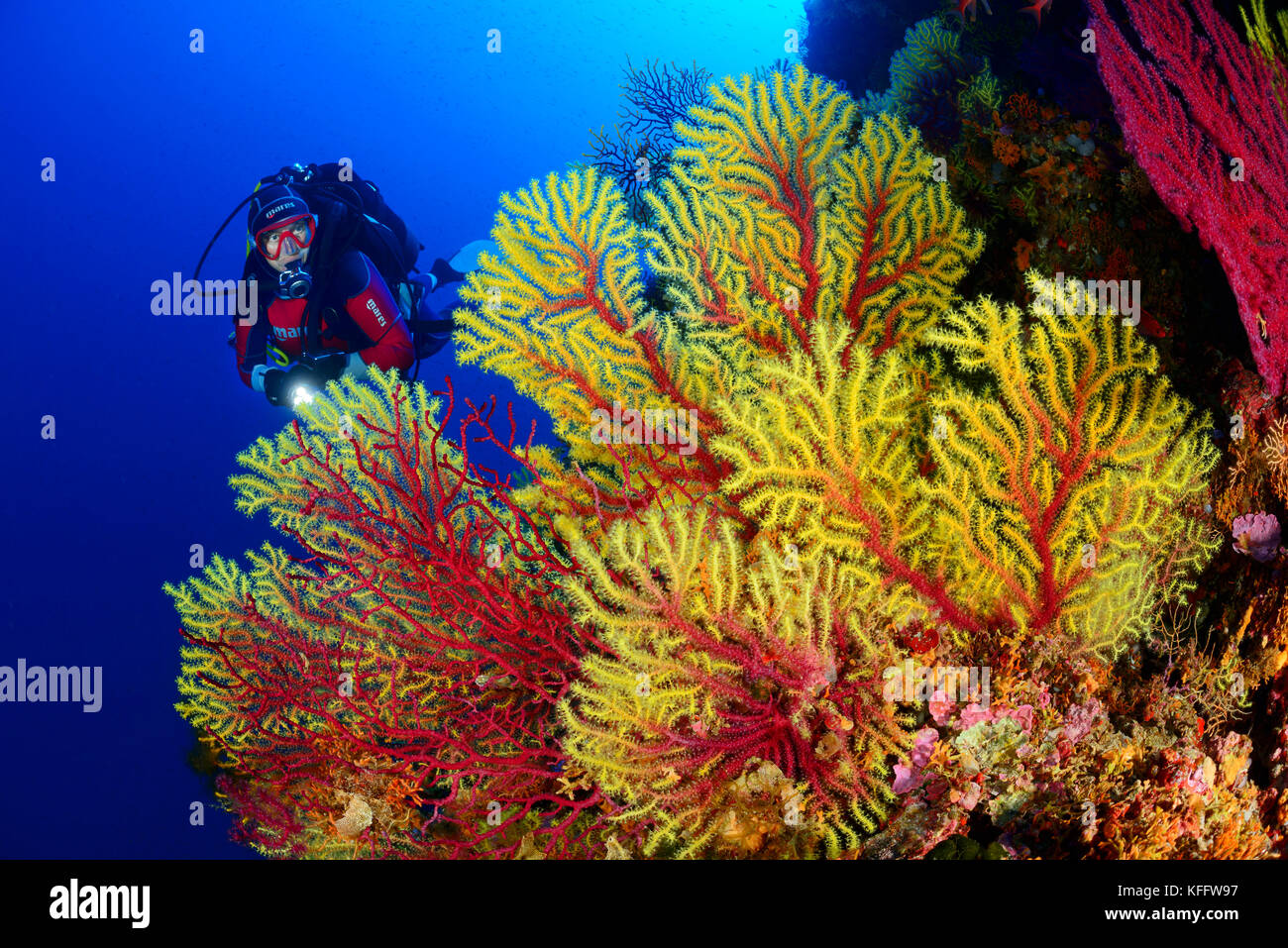 Mer violescent whip, Paramuricea clavata, coraux et la plongée autonome, la mer Adriatique, l'île de Lastovo sušac, parc naturel, Dalmatie, Croatie Banque D'Images