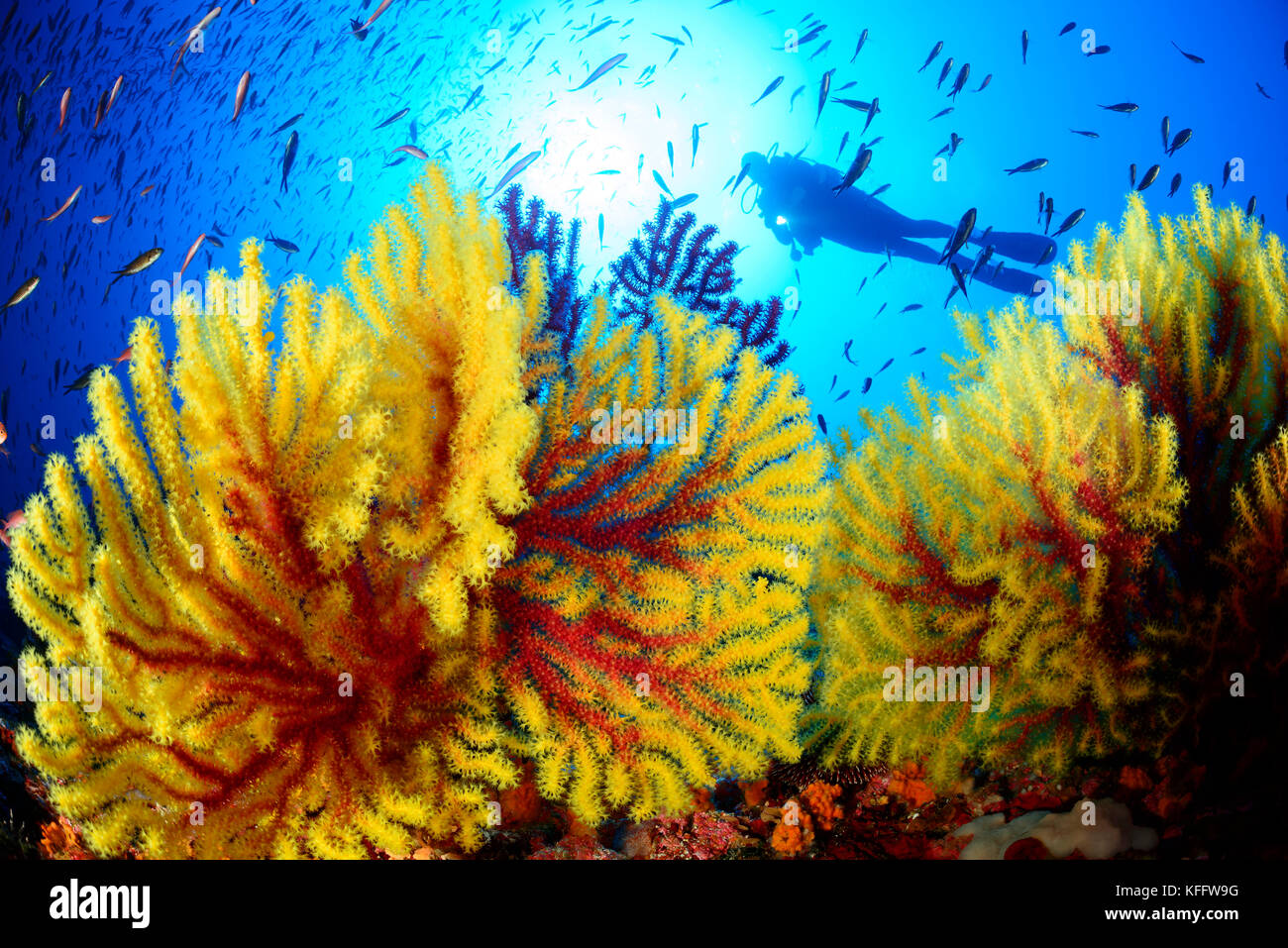 Mer violescent whip, Paramuricea clavata, coraux et la plongée autonome, la mer Adriatique, l'île de Lastovo sušac, parc naturel, Dalmatie, Croatie Banque D'Images