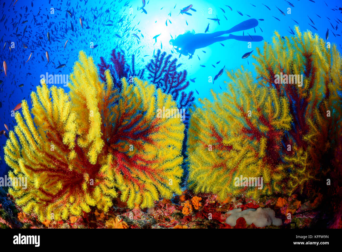 Fouet marin Violescent, Paramuricea clavata, récif corallien et plongée sous-marine, mer Adriatique, île de Susac, Parc naturel Lastovo, Dalmatie, Croatie Banque D'Images