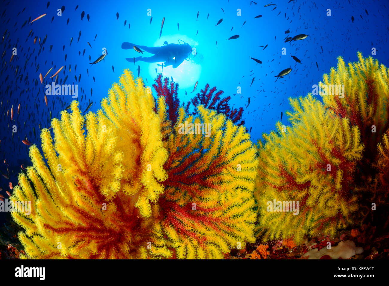 Mer violescent whip, Paramuricea clavata, coraux et la plongée autonome, la mer Adriatique, l'île de Lastovo sušac, parc naturel, Dalmatie, Croatie Banque D'Images