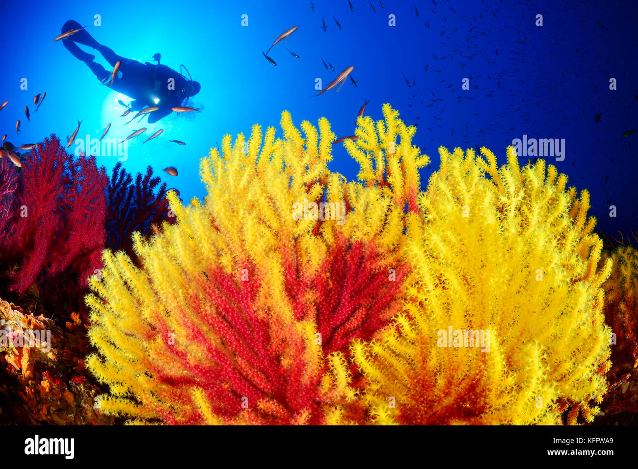 Fouet marin Violescent, Paramuricea clavata, récif corallien et plongée sous-marine, mer Adriatique, île de Susac, Parc naturel Lastovo, Dalmatie, Croatie Banque D'Images