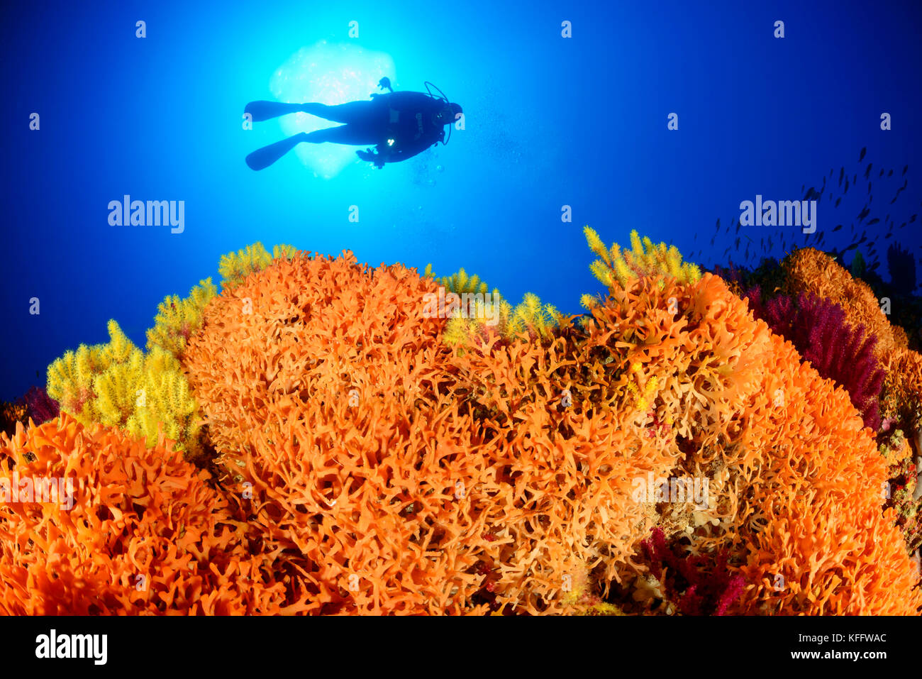 Colonie d'schizoretepora serratimargo moss animaux, récifs coralliens, et de plongée sous marine, mer Adriatique, mer méditerranée, parc naturel de Lastovo, Croatie Banque D'Images