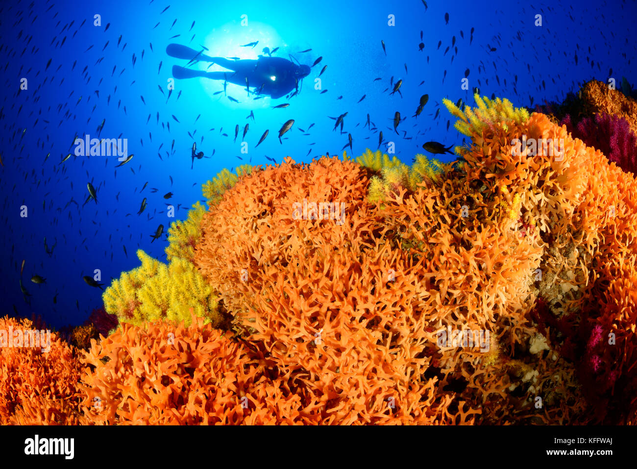 Colonie d'animaux de mousse, Schizoretepora serratimargo, récif coralreef et plongée sous-marine, mer Adriatique, mer Méditerranée, Parc naturel Lastovo, Croatie Banque D'Images