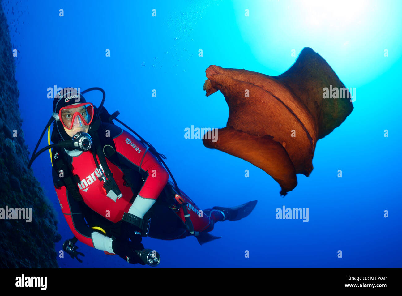 Lièvre de mer épilé, Aplysia depilans et plongeur sous-marin, mer Adriatique, mer Méditerranée, île de Susac, Dalmatie, Croatie Banque D'Images