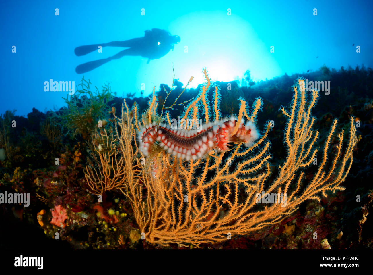 Ver de feu barbu sur éventail de la mer jaune, Hermodice carunculata, Eunicella cavolini, mer Adriatique, mer Méditerranée, îles Kornati, Croatie Banque D'Images