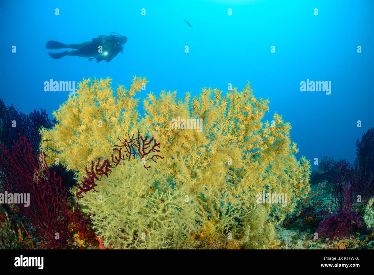 Corail doré, Savalia savaglia et plongée sous-marine, Lastovo, mer Adriatique, mer Méditerranée, Dalmatie, Croatie Banque D'Images