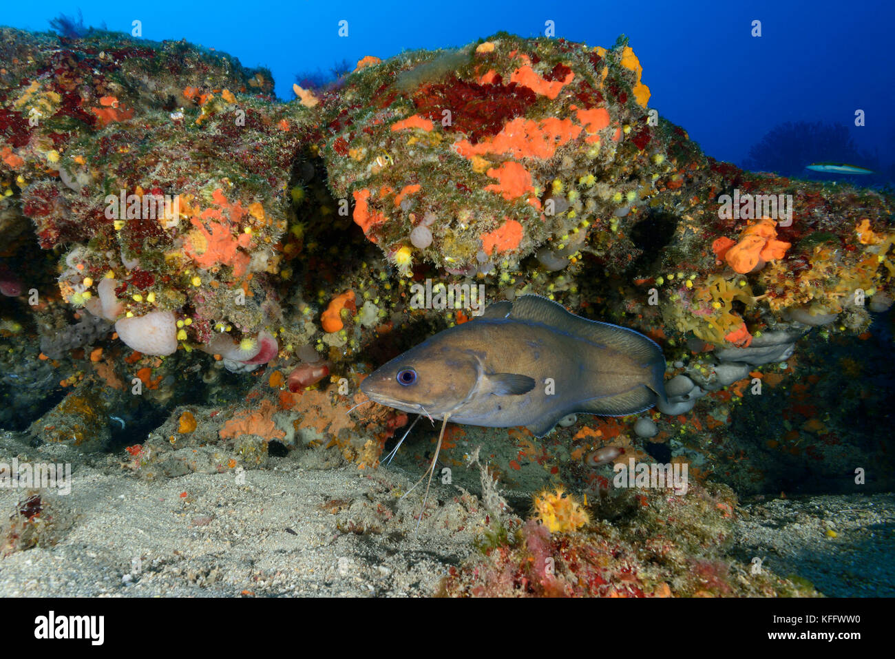 Forkbeard, Phycis phycis, Mer Adriatique, Mer Méditerranée, île de Lastovo, Dalmatie, Croatie Banque D'Images