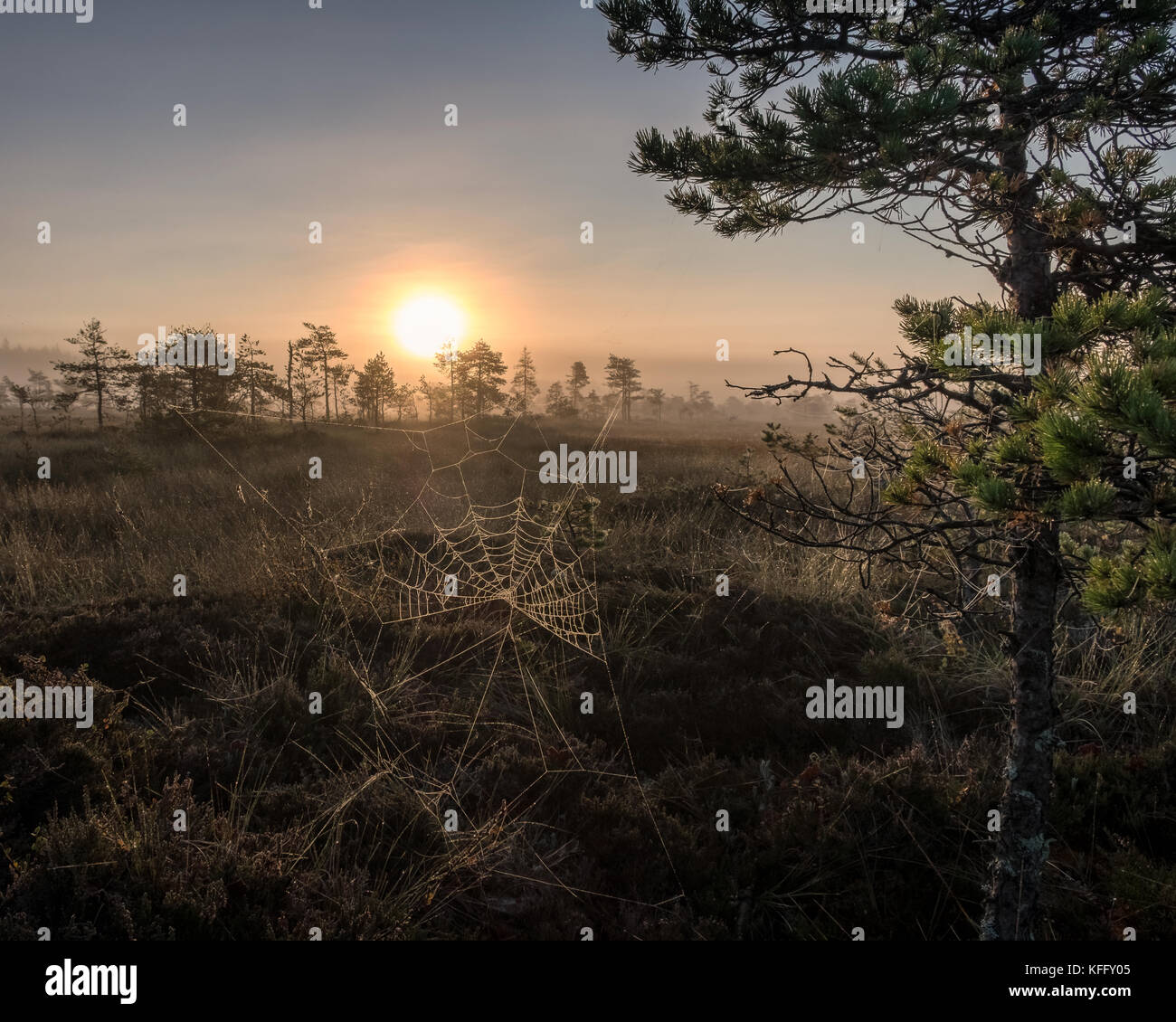 Vue panoramique de swamp au matin d'automne dans le parc national de torronsuo, Finlande Banque D'Images