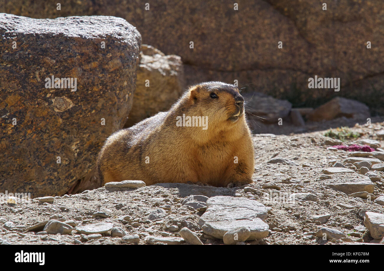 Grande marmotte rouge, éclairé par le soleil, se trouve parmi les pierres. Banque D'Images