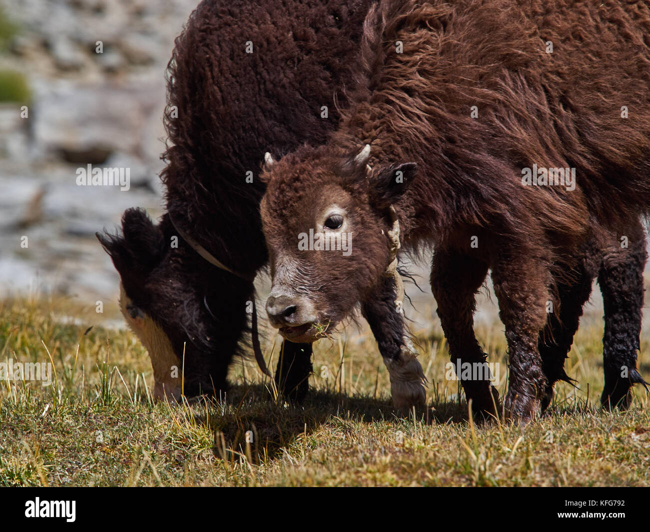 Brown montagne jeune yak tibétain sur le pâturage dans l'himalaya. Banque D'Images