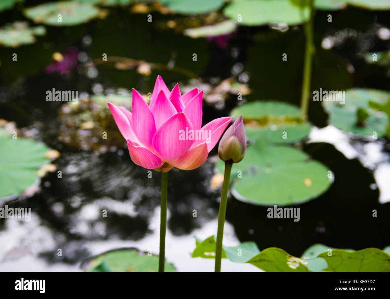 Fleur de Lotus dans l'étang Banque D'Images