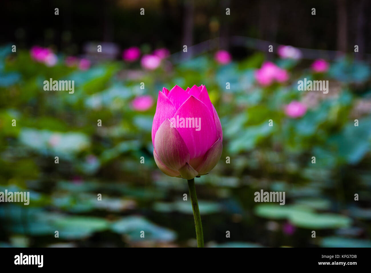 Fleur de Lotus dans l'étang Banque D'Images