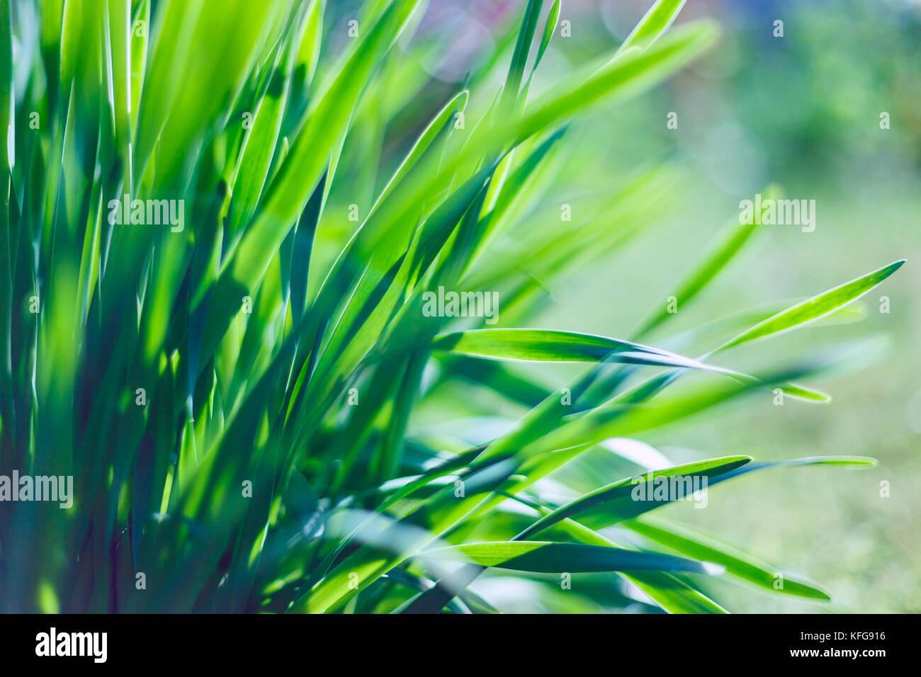 Un doux printemps par un arrière-plan flou et sunburst sur l'herbe verte Banque D'Images