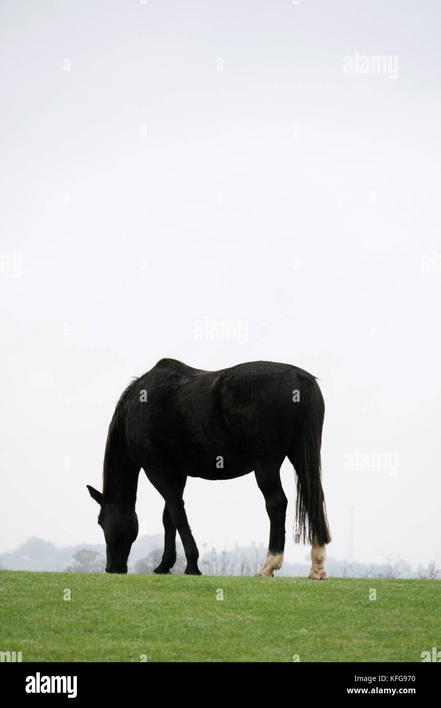 Silhouette d'un cheval dans un champ, England, UK Banque D'Images