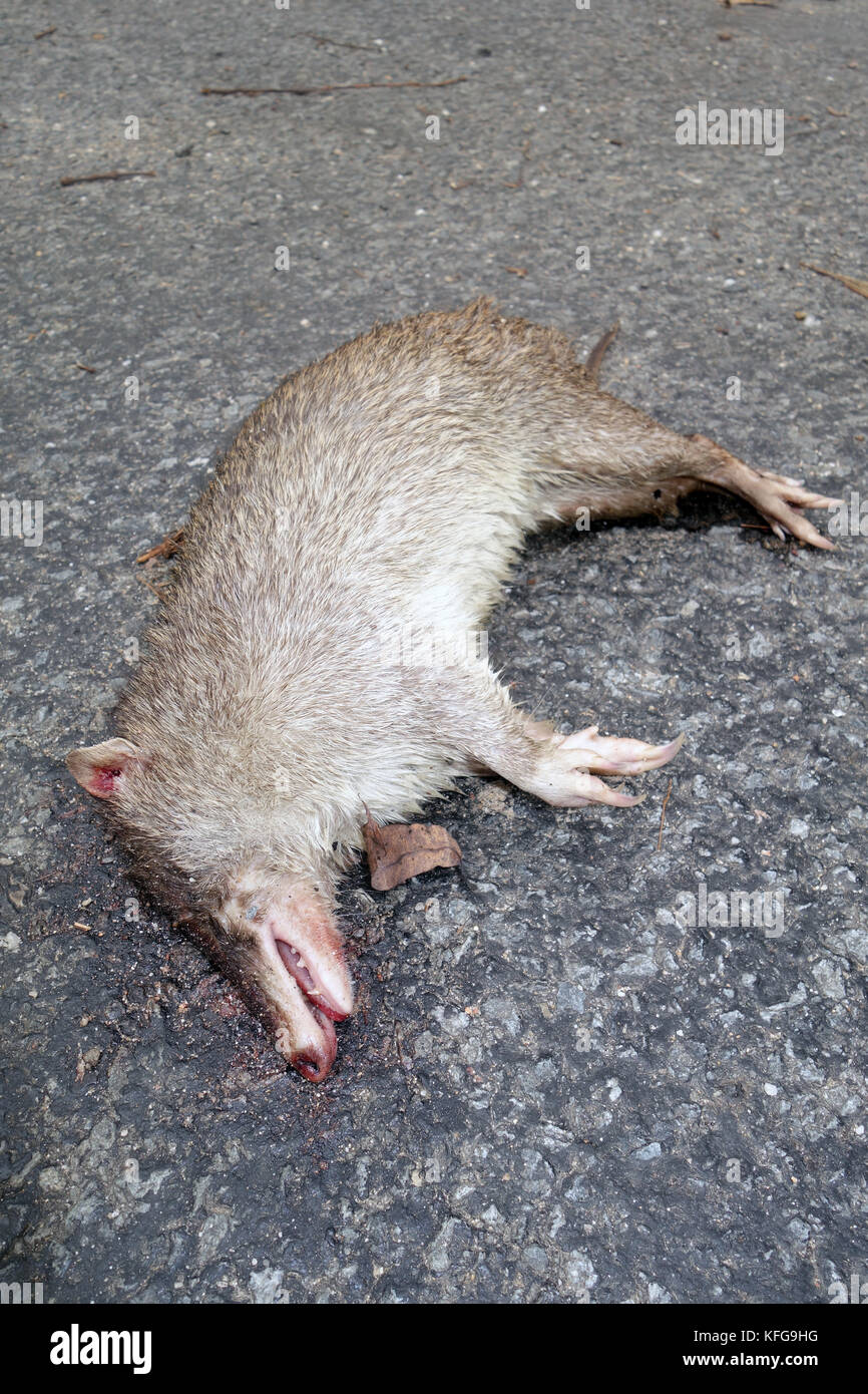 Roadkill Northern brown bandicoot (Isoodon macrourus) près de Cairns, Queensland, Australie Banque D'Images