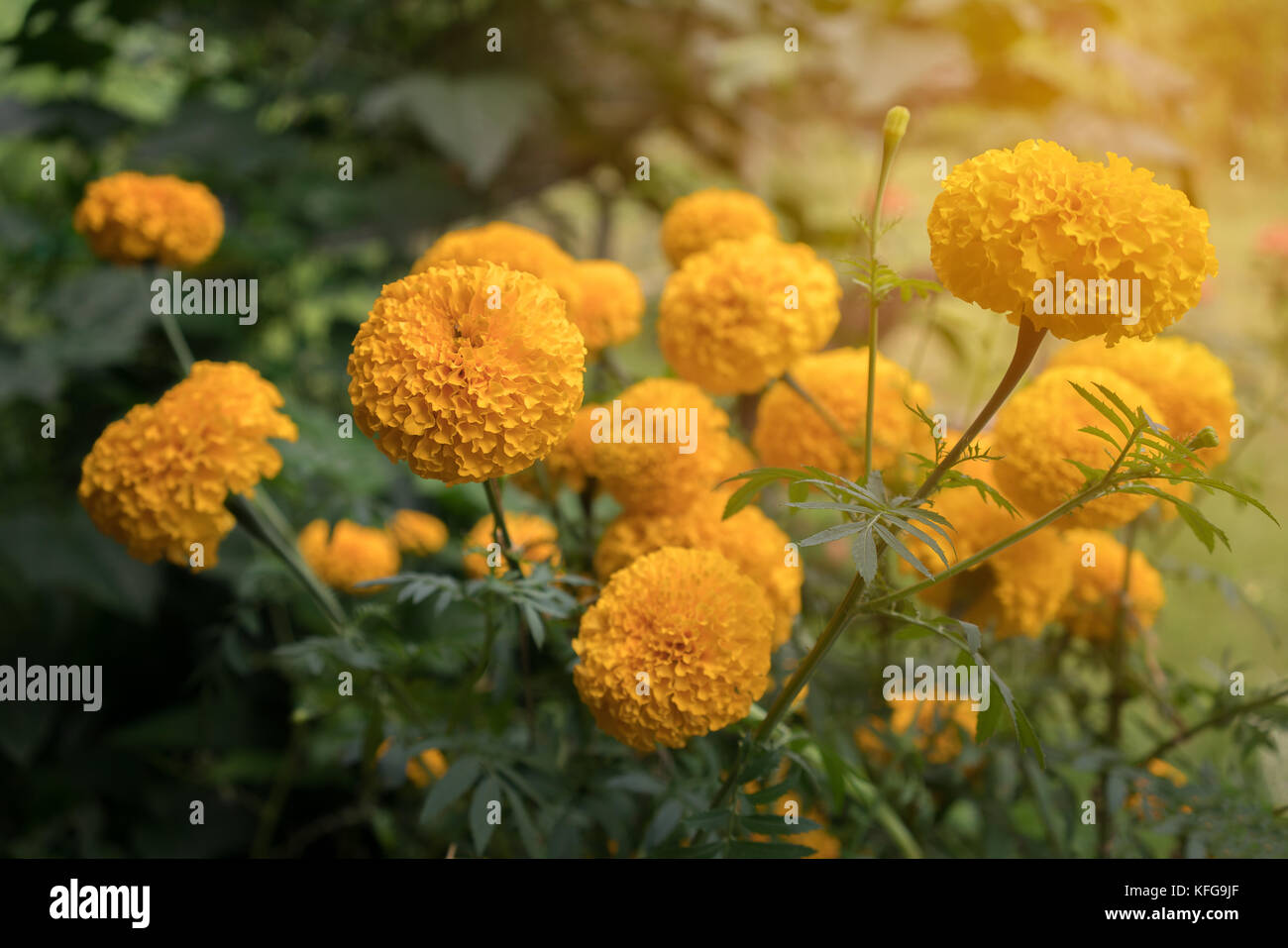 Belles fleurs de souci dans le jardin avec la lumière du soleil Banque D'Images