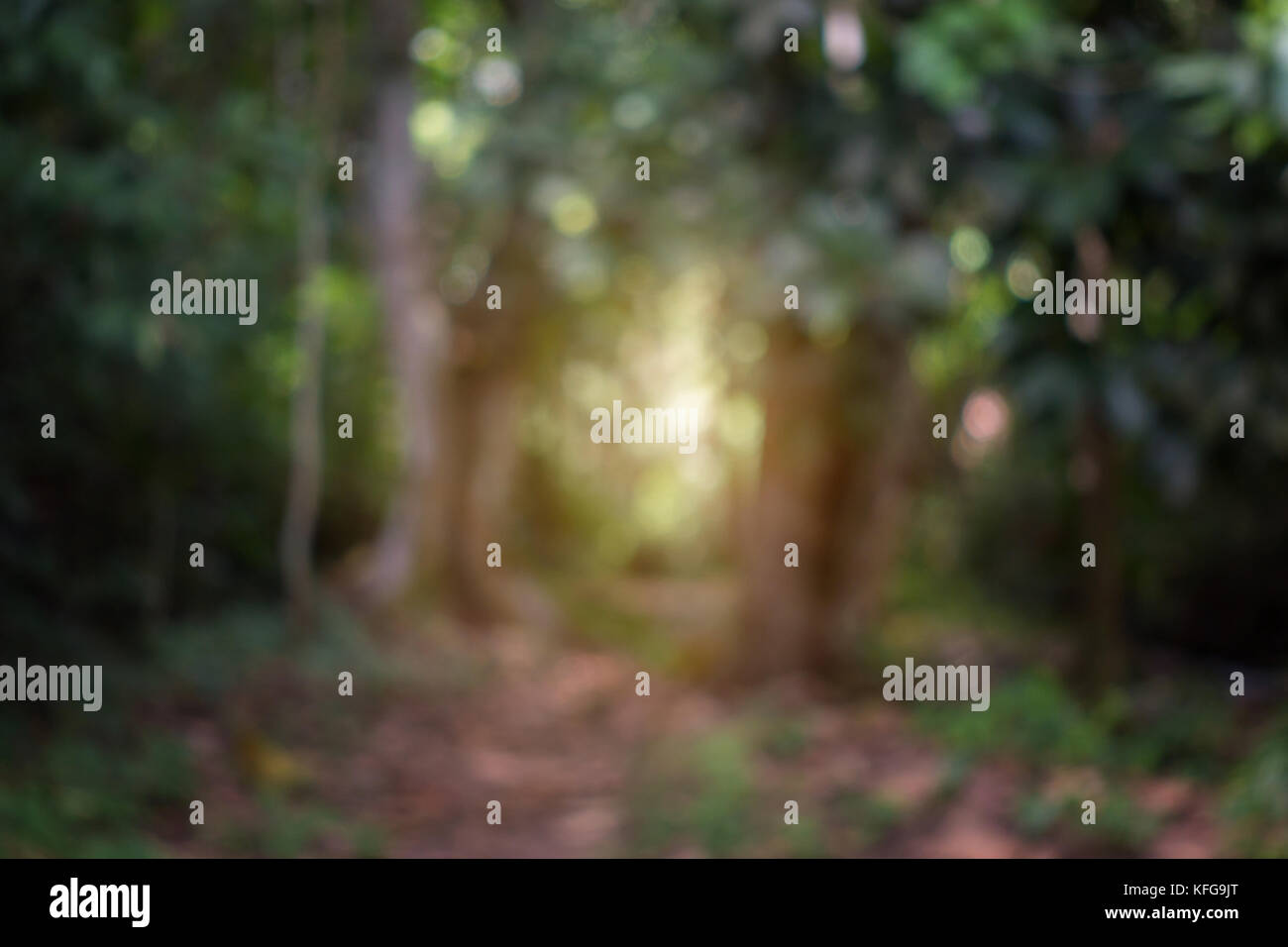 Belle nature forêt tropicale avec la lumière du soleil du matin, l'arrière-plan flou artistique Banque D'Images
