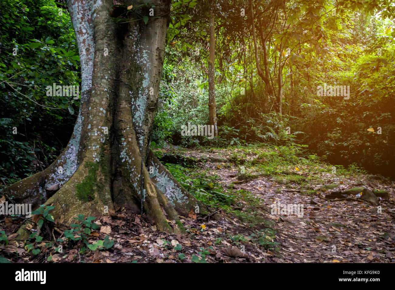 Belle nature forêt tropicale avec la lumière du soleil du matin Banque D'Images