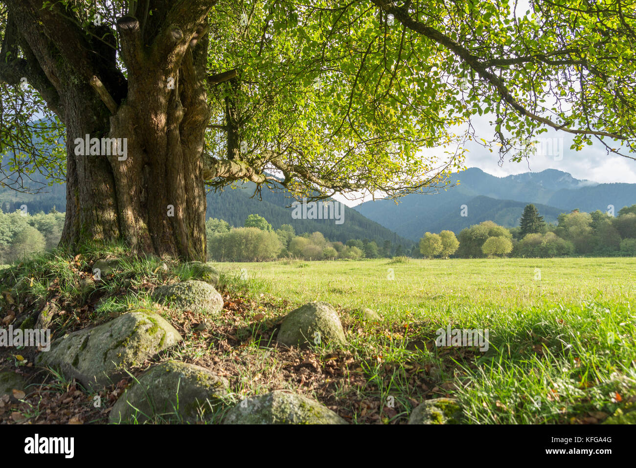 Vieil arbre solitaire sur summer meadow Banque D'Images