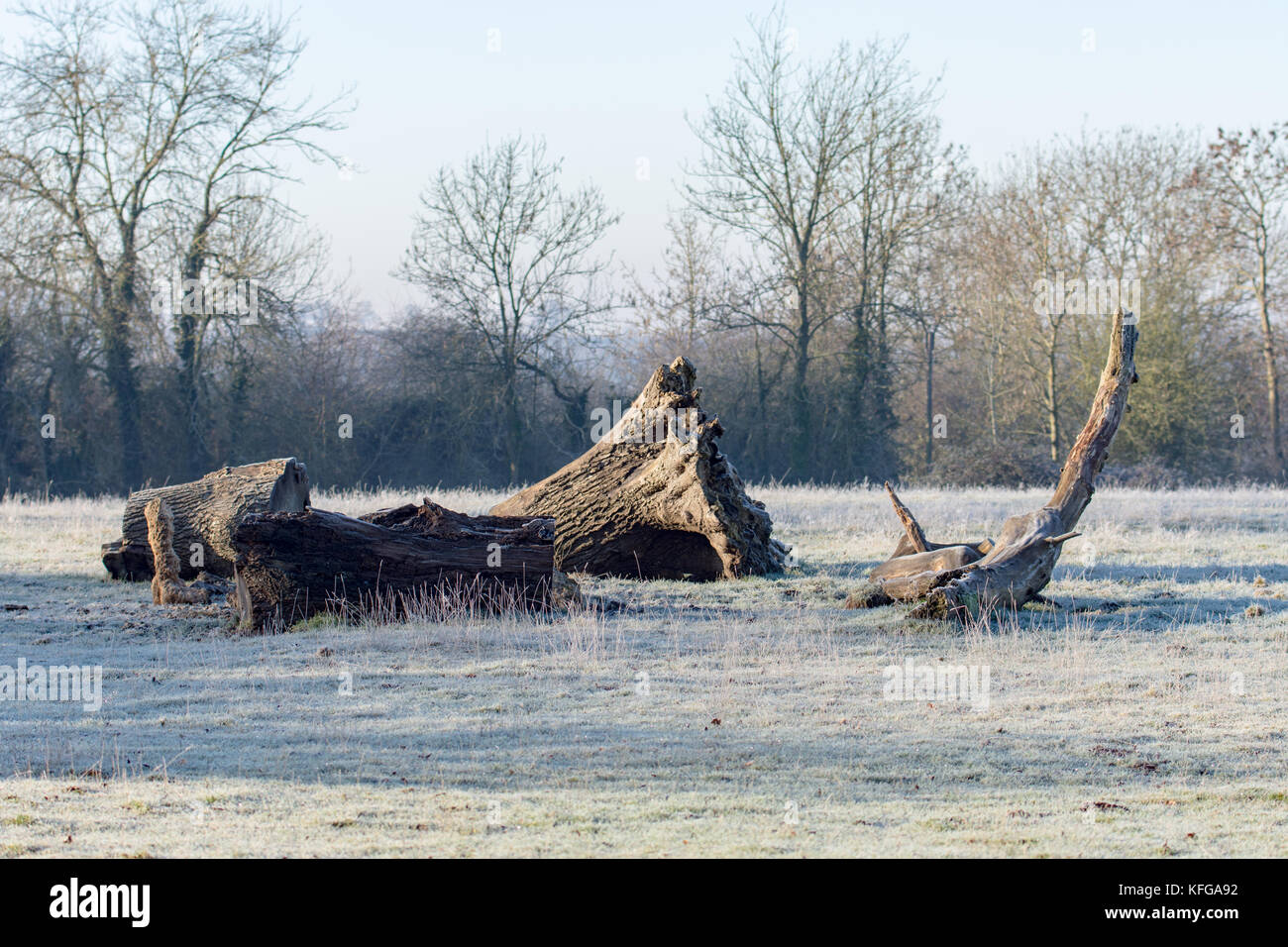 Old dead tree in winter landscape Banque D'Images