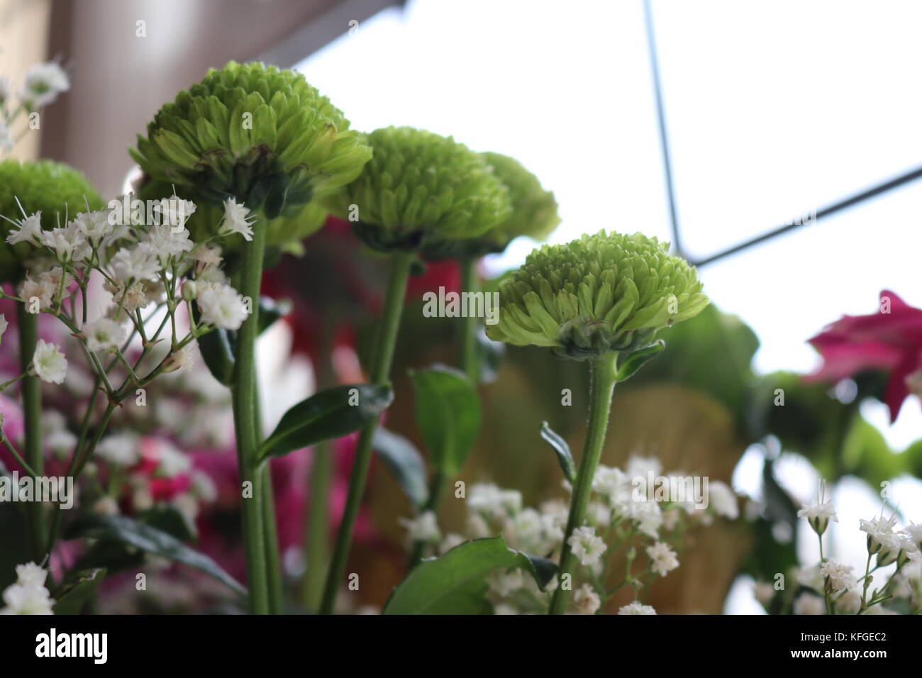 Gros plans de fleurs jusqu'à l'arrière-plan flou et contraste. Faune et nature luxuriante à l'intérieur. la capture de la nature comme l'art. Banque D'Images