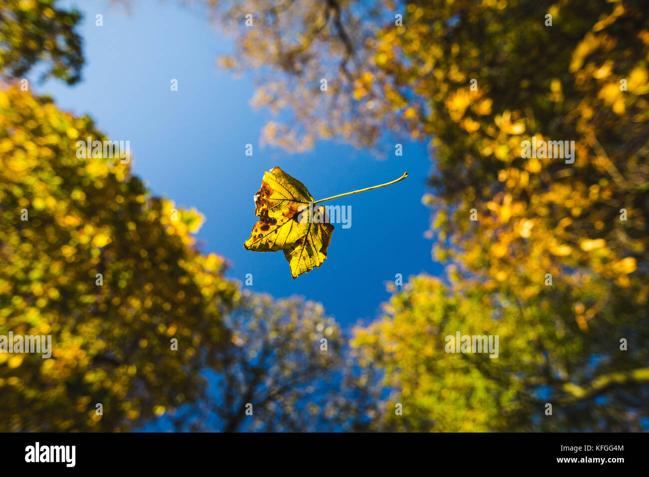 Une feuille tombe à travers l'air sous un auvent d'arbre en automne. Banque D'Images