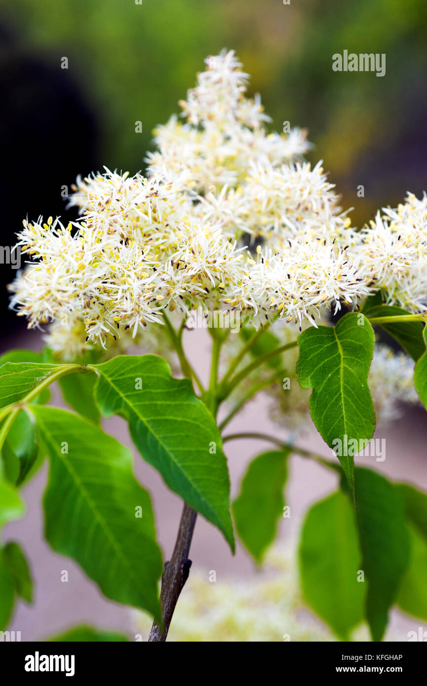 La manne Frêne (Fraxinus ornus) Banque D'Images