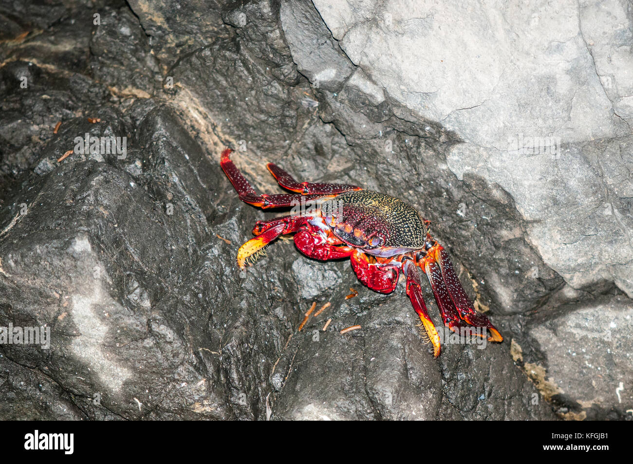 Crabe de l'Atlantique (Grapsus grapsus adscensionis) allongé sur un rocher à l'intérieur d'une grotte, Fuerteventura, Îles Canaries, Espagne Banque D'Images