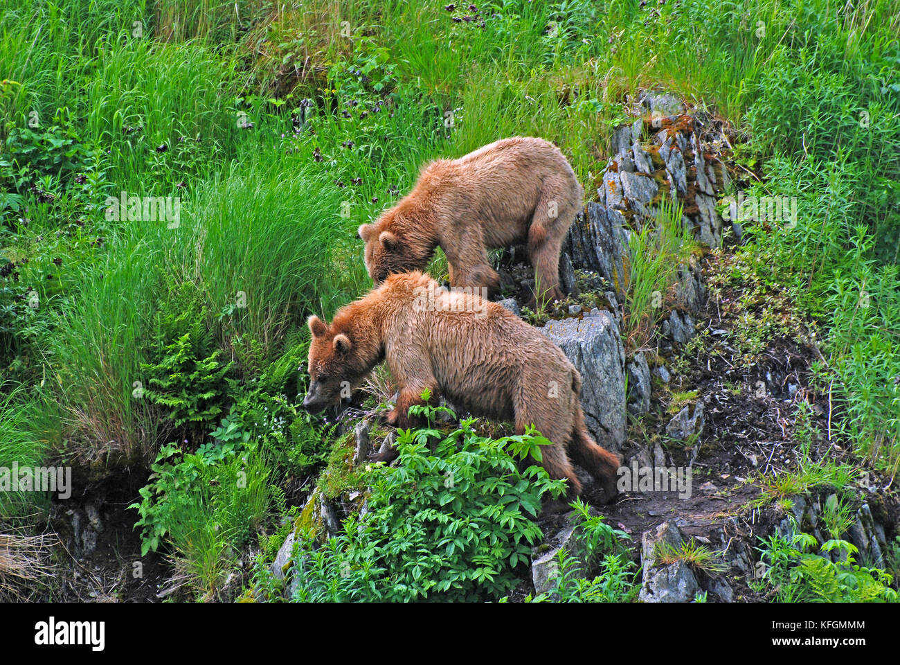 Deux ours kodiak regarder un plus grand mâle sur l'île Kodiak Banque D'Images