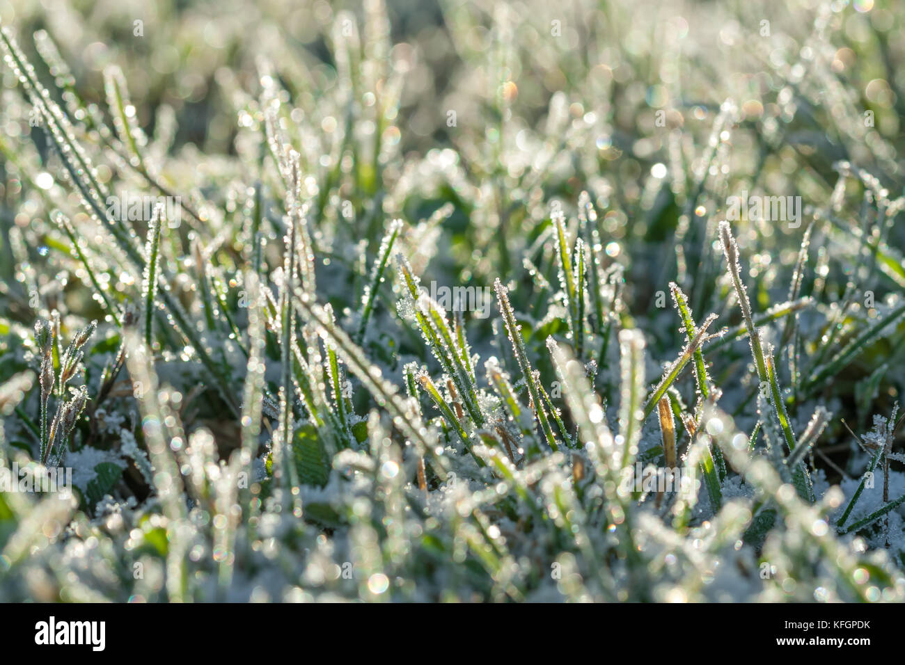 L'herbe verte sur une prairie couverte de neige. arrière-plan flou prés d'hiver avec l'herbe couverte de givre Banque D'Images