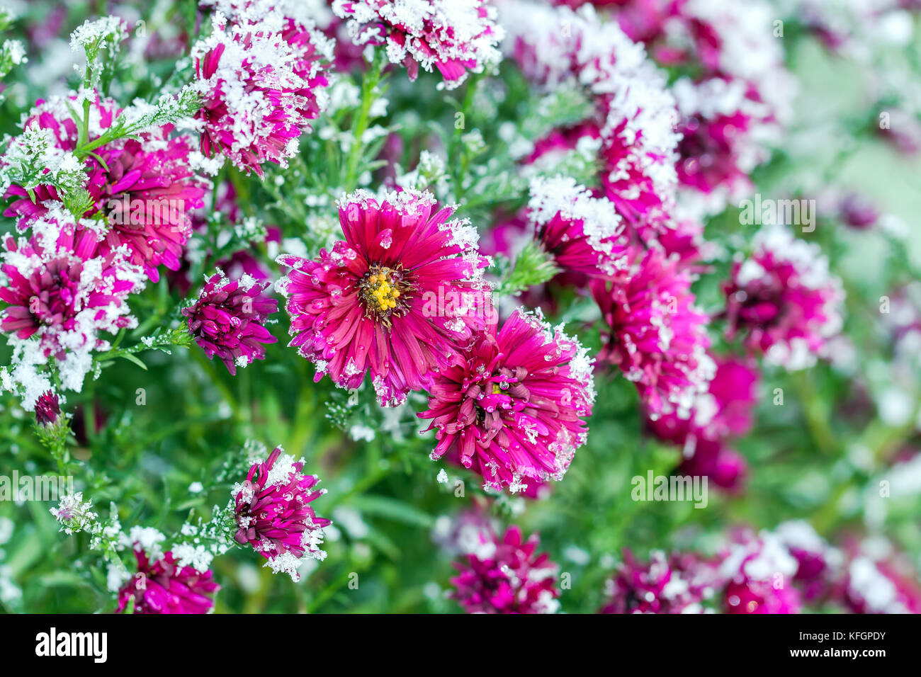 Fleurs d'automne fleurs chrysanthème mauve couverte de neige. fleurs gelé recouvert de givre Banque D'Images