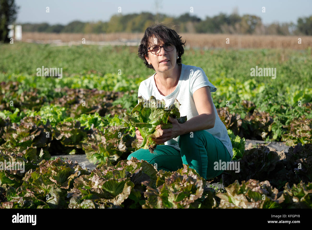 A smiling brunette Woman picking des salades, la laitue dans un champ Banque D'Images