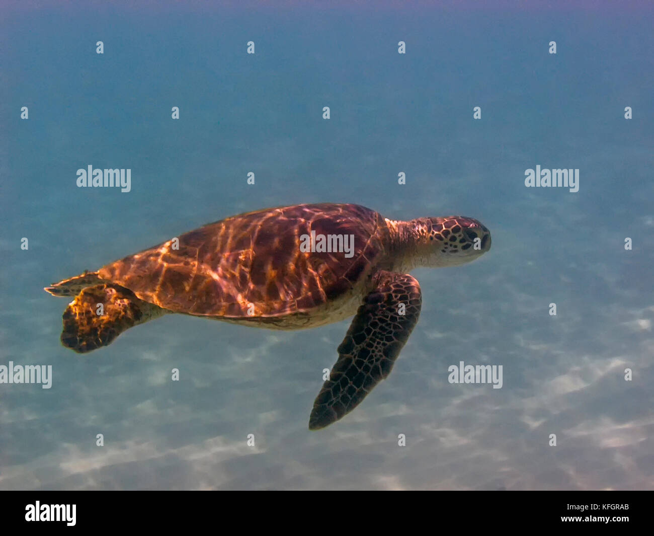 Tortue verte, Chelonia mydas, également connu sous le nom de la tortue verte, noire (mer) ou tortue verte tortue du pacifique Banque D'Images