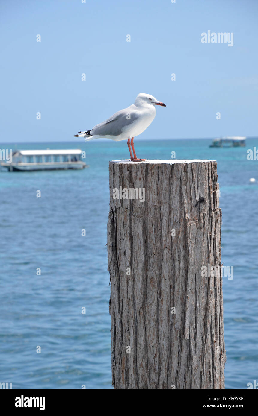 Une mouette sur un post à Green Island Resort sur la Grande Barrière de Corail, Queensland, Australie Banque D'Images