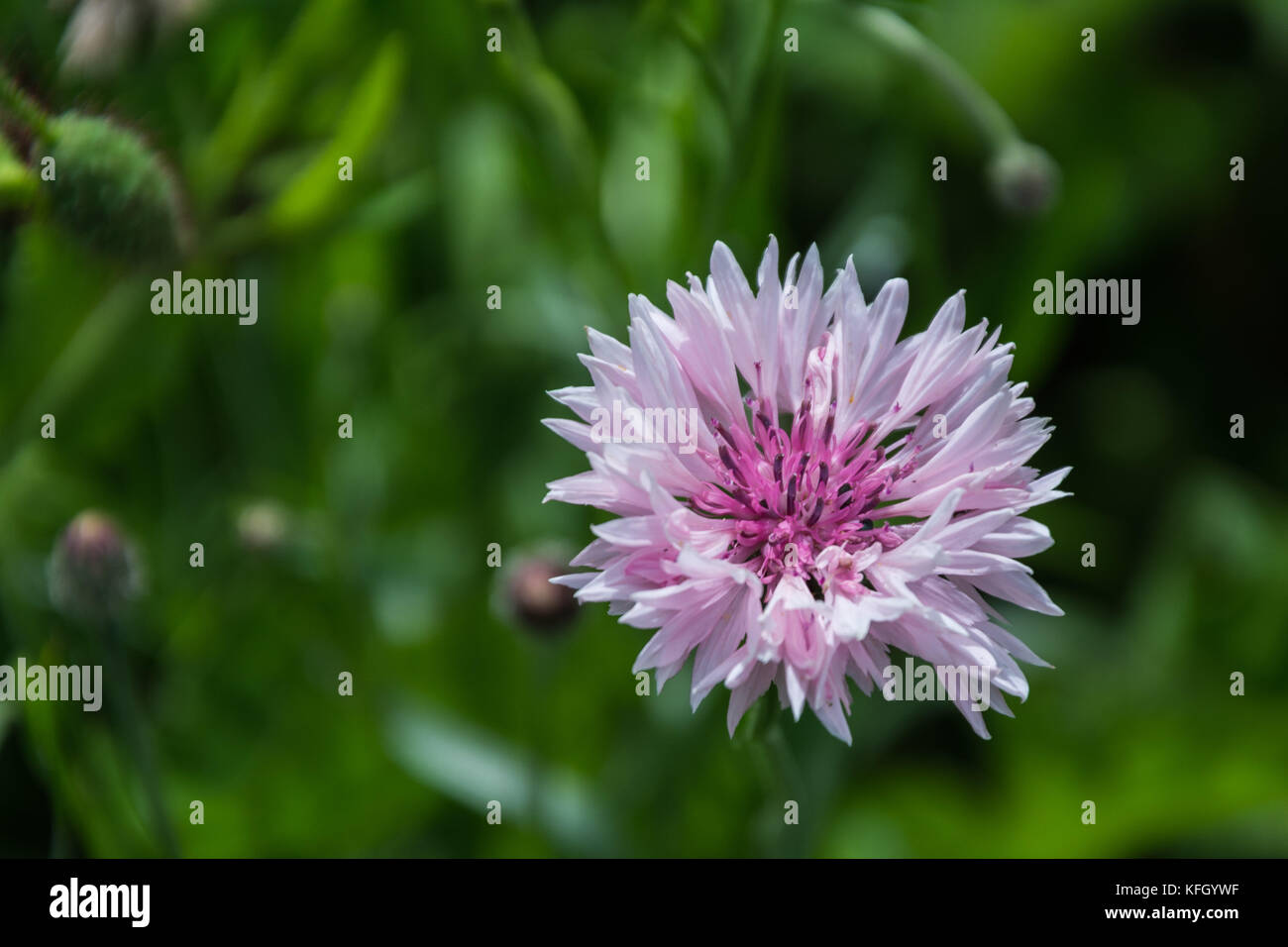 Wild Flower meadow, Inverurie, Ecosse, Royaume-Uni Banque D'Images