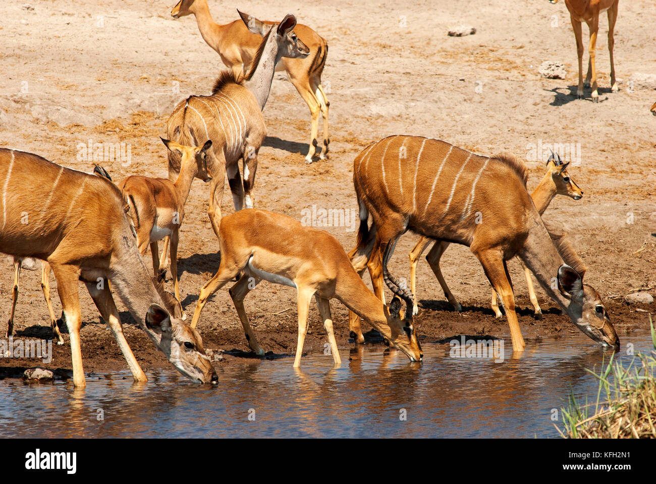 Les femelles et mâles impala koudou boire à Chudob waterhole, Etosha National Park, Namibie Banque D'Images